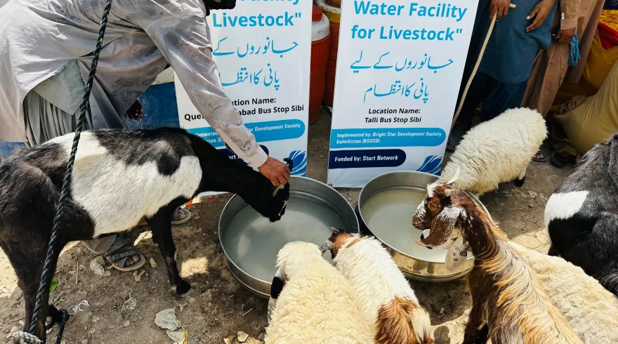 Drinking water for livestock © Ready Pakistan